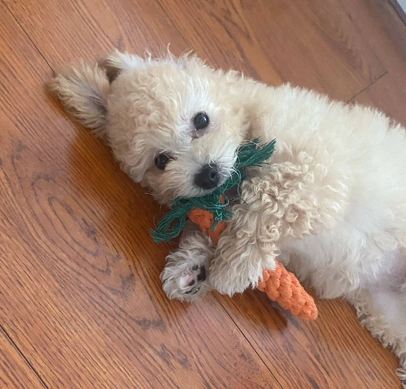 比熊泰迪串串 刚三个月的小胖子已经4斤半了