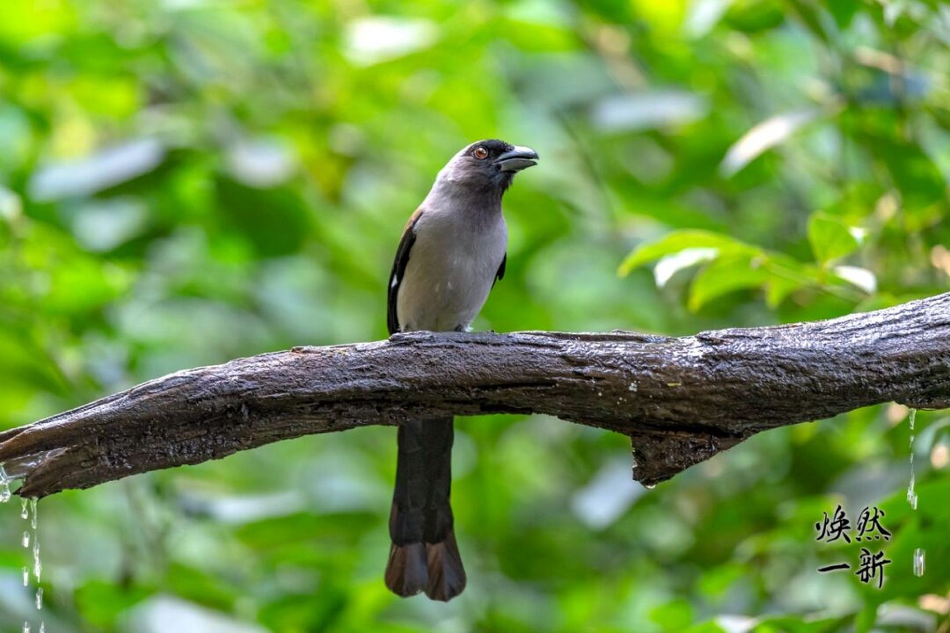 灰树鹊 灰树鹊在《中国鸟类野外手册》编号633(学名:dendrocitta