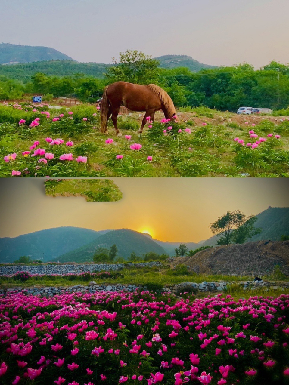 北京赏花丨三座庵村芍药花海の粉红的回忆～ 91时间:2021年5月12日
