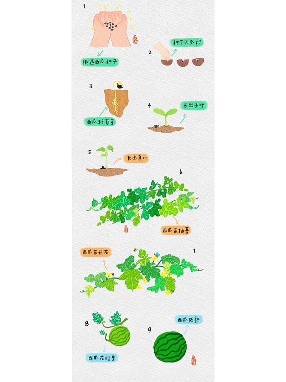 西瓜的生长过程 步骤图片