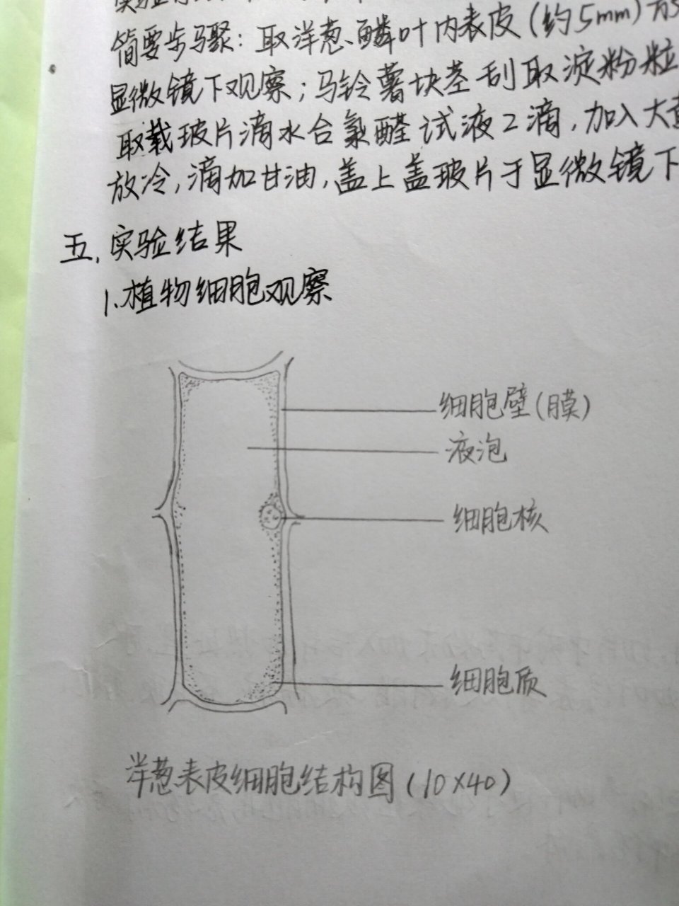 实验报告洋葱手绘图图片