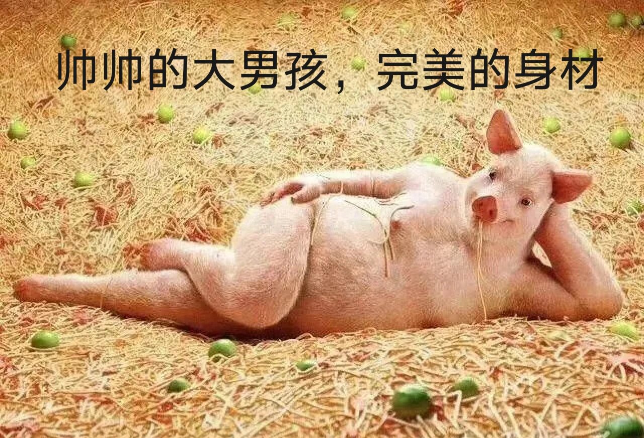 猪头沙雕表情包(> )9494