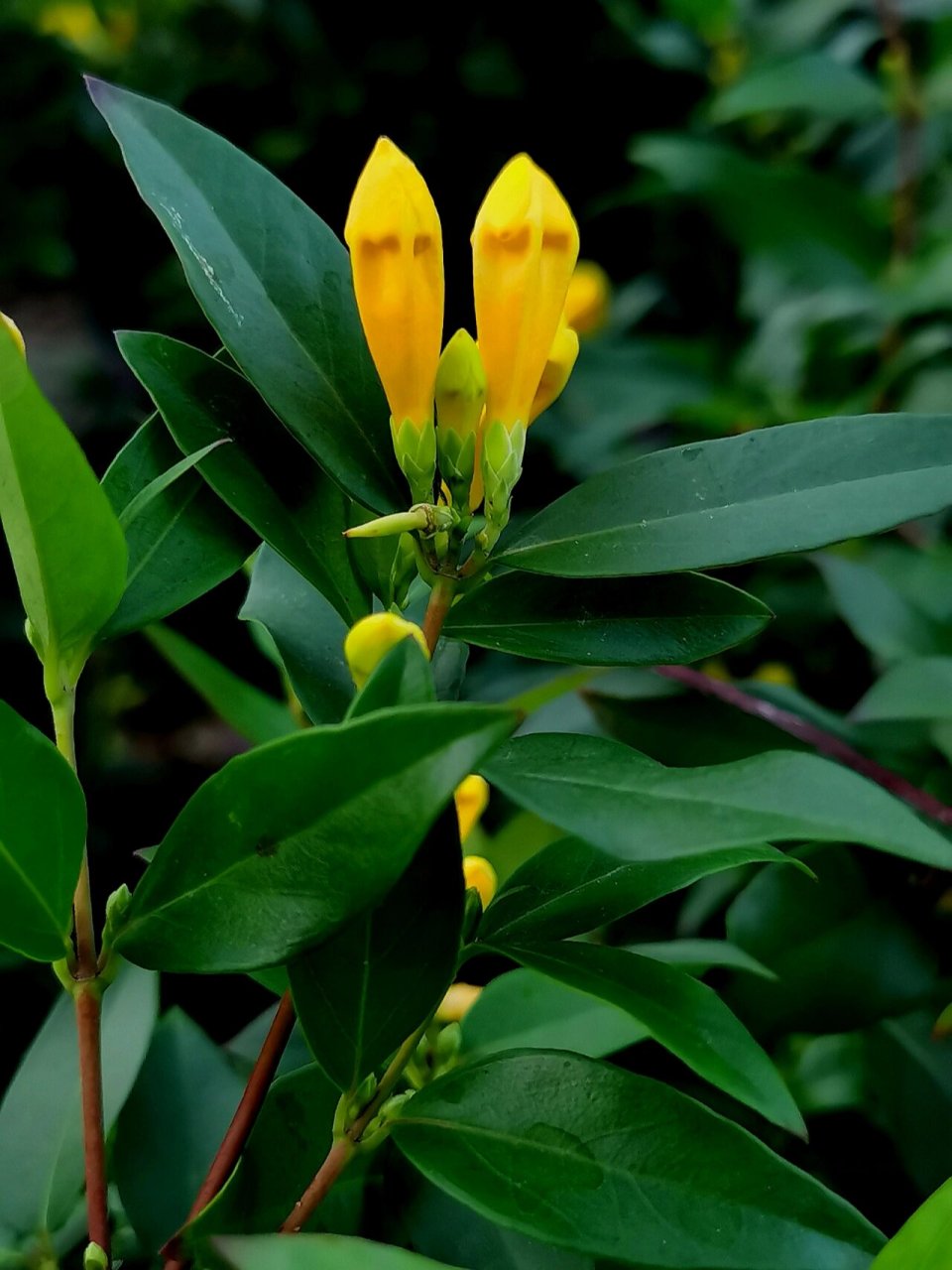 法国香水藤茉莉   土壤适宜:用松软,透气,肥沃的土壤栽培.
