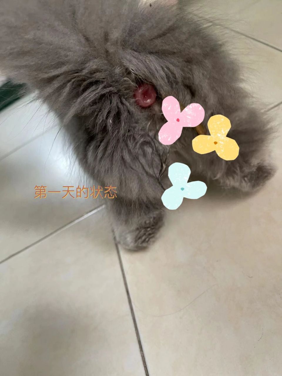 猫咪脱肛初期图片图片