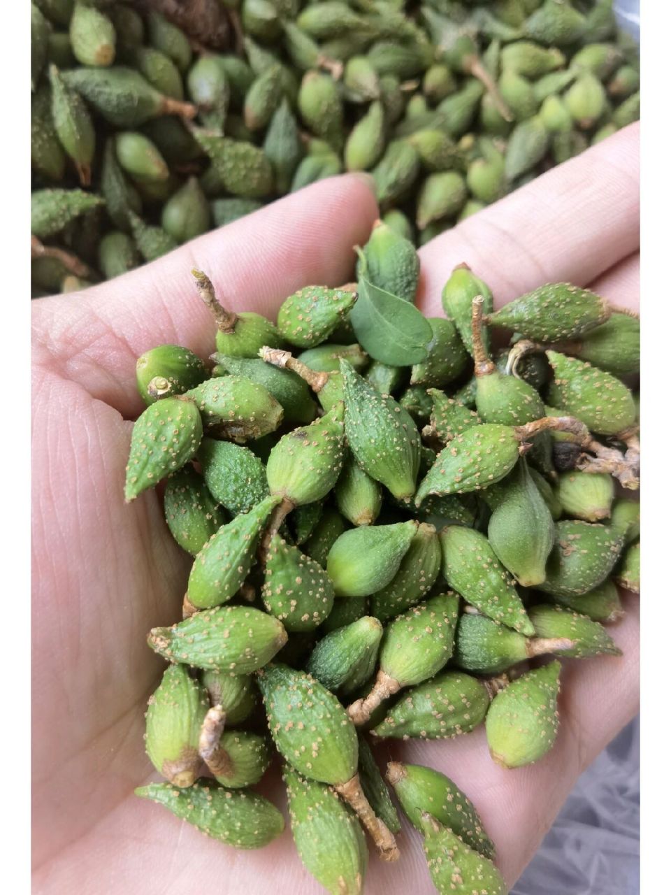 野生连翘 太行山上摘的野生连翘,看了看某宝上价格还卖到了将近40一斤