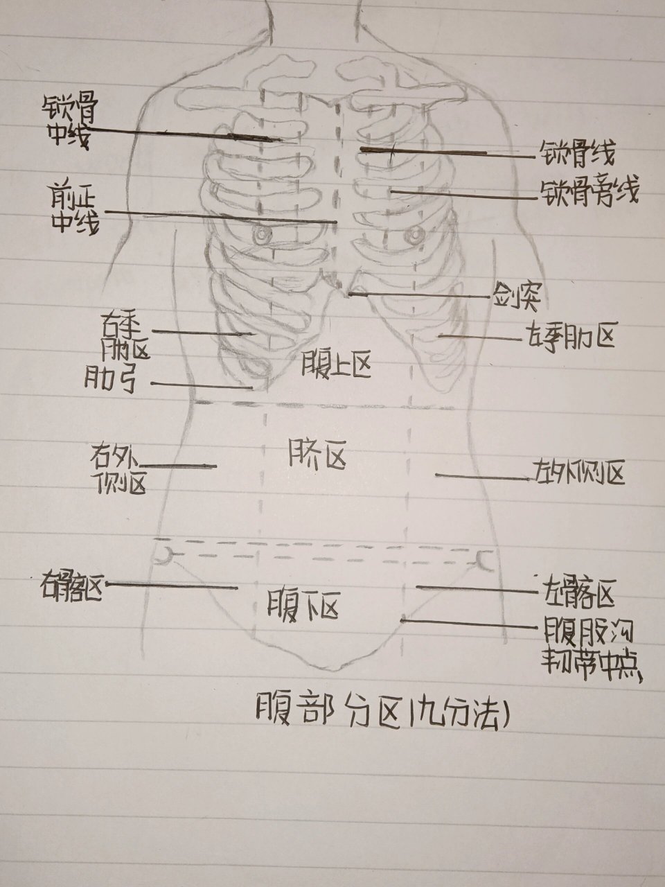 腹部九分法图片图片