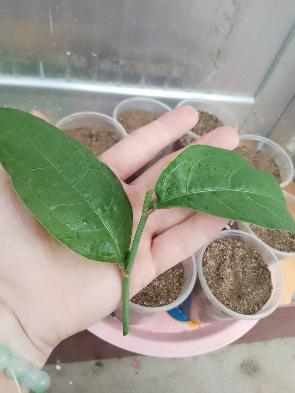 我把它重剪了,修剪的枝条没舍得丢,拿来扦插了,这次红雪花扦插,采用了