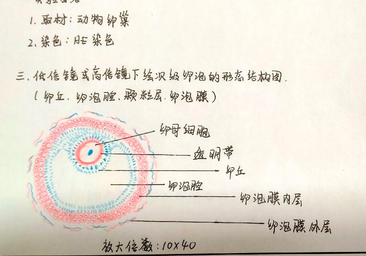 高倍镜下次级卵母细胞的形态结构图