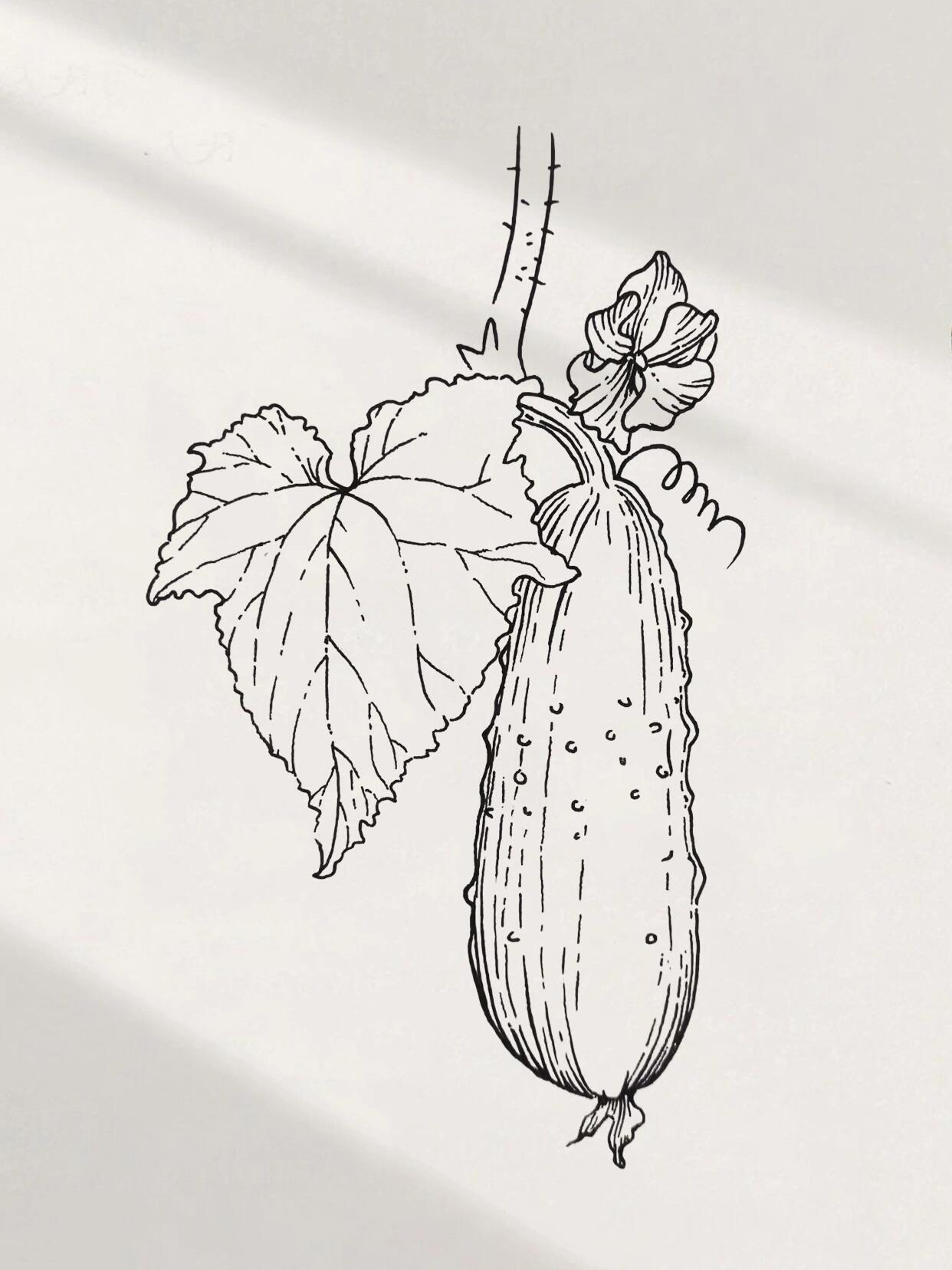 钢笔画小黄瓜🥒