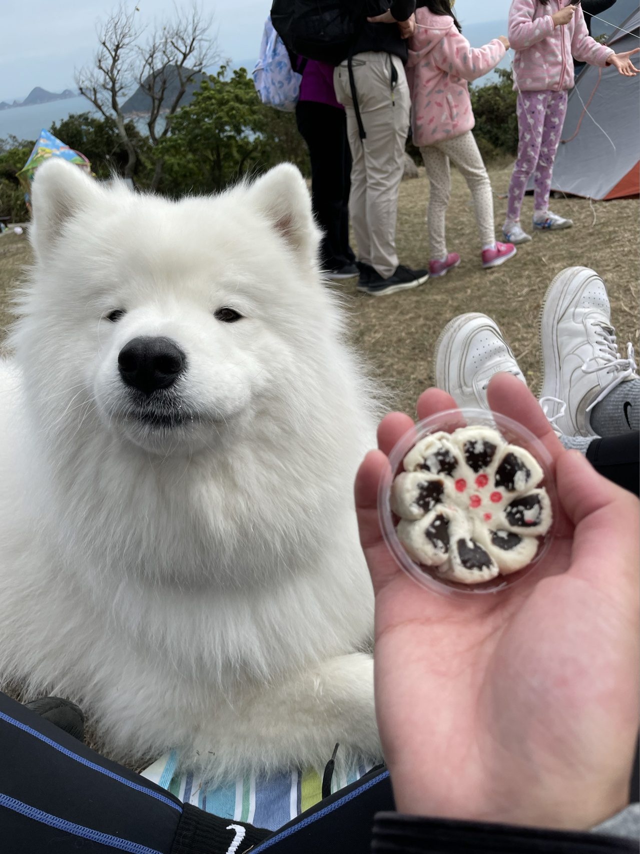 挑战全网眼睛比例最小的狗 我们单眼皮小眼睛的萨摩耶最特别9215