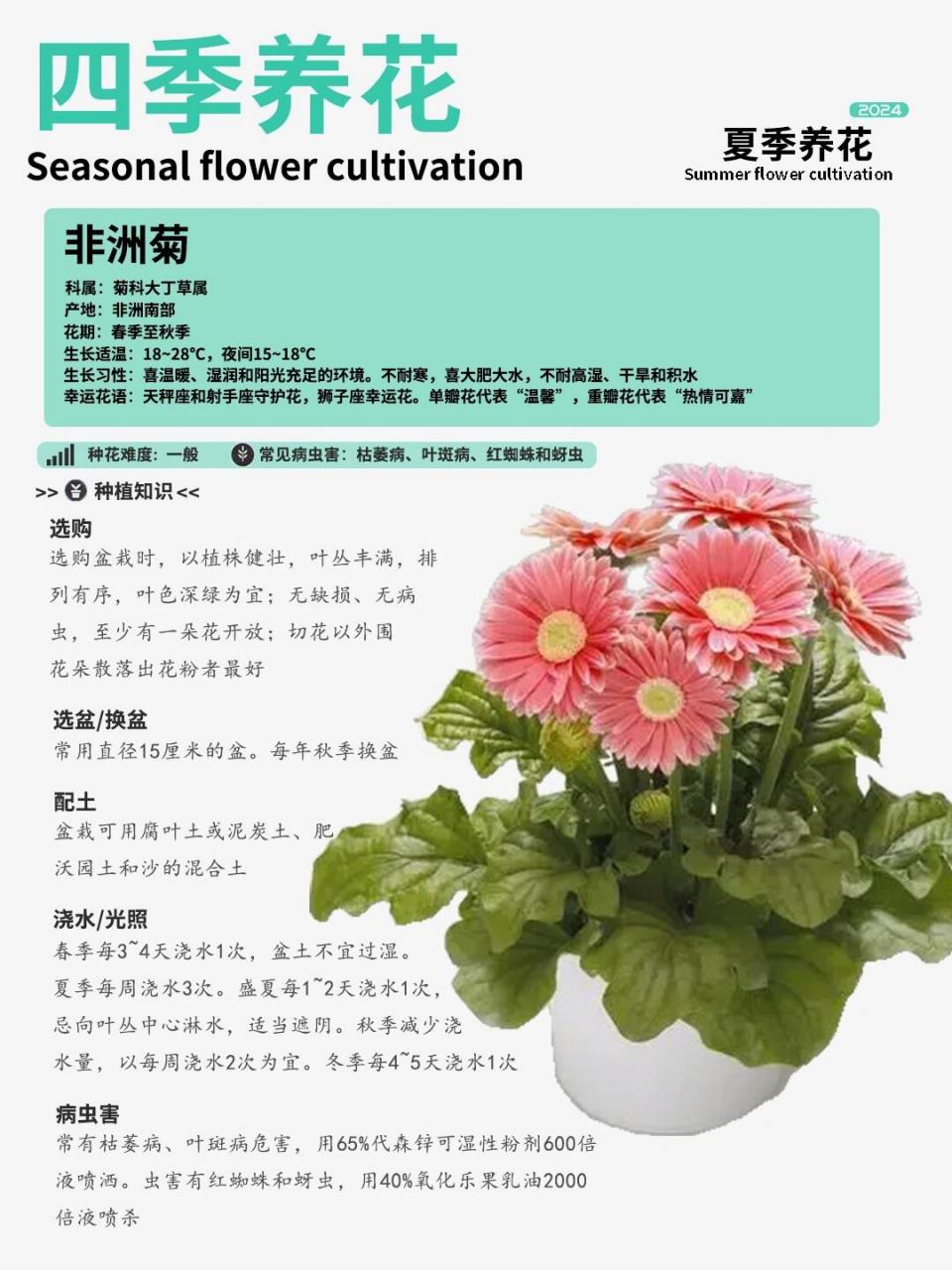 非洲菊# #向阳而生# #植物科普# #非洲菊养护# #新手种花# #种花燃乔