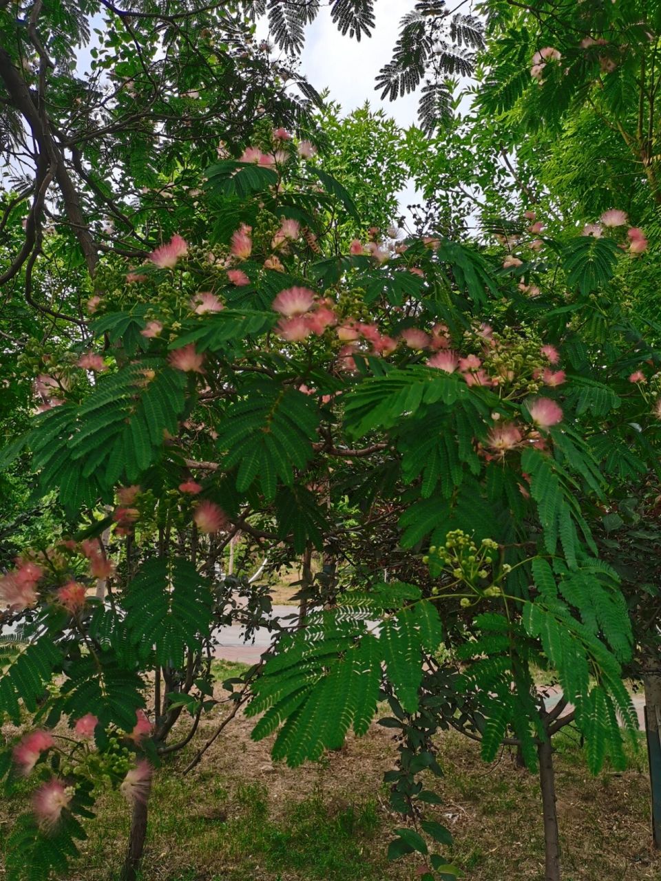 花树的图片大全大图图片