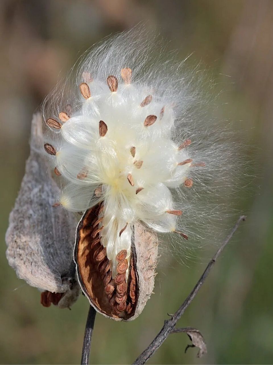 大自然的艺术品,在风中起舞的种子|马利筋 马利筋(asclepias curas