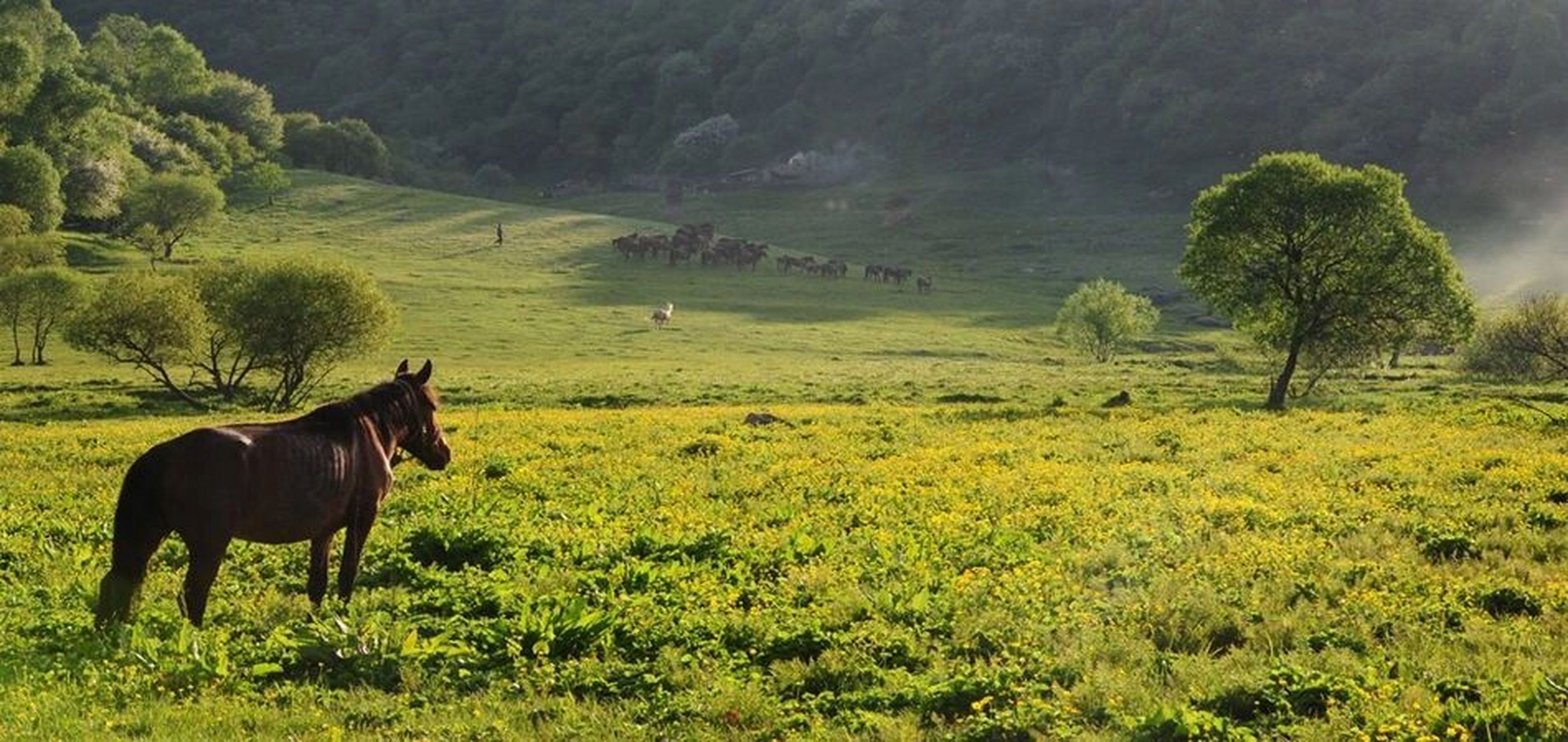 西安周边游—关山牧场搭车游—小众游 暑假的到来使旅游市场再次迎来