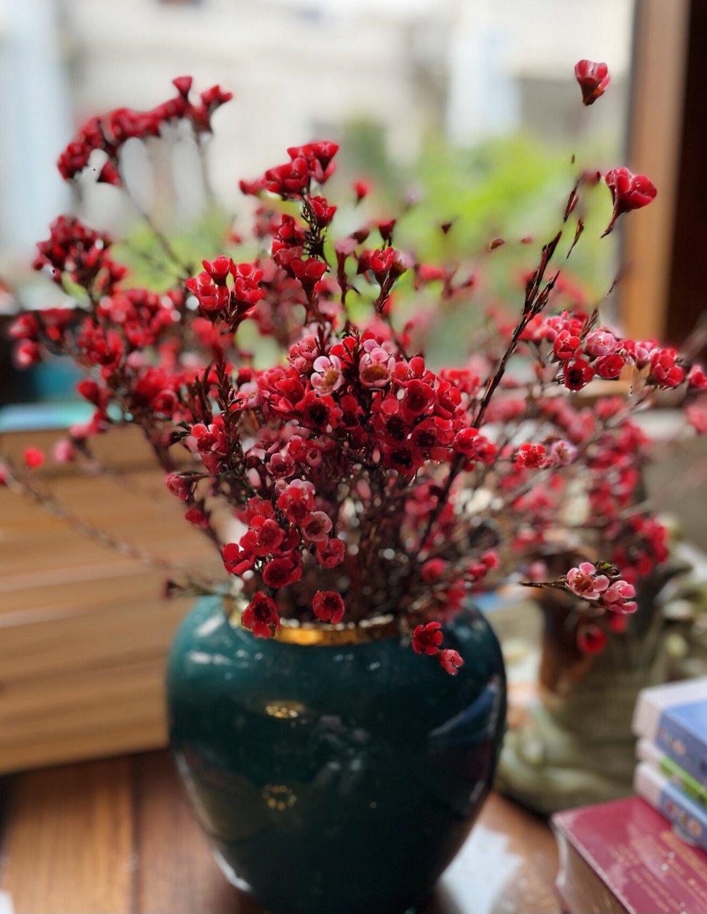 澳洲腊梅的超长待机 如果你是懒人养花,小白养花,绝对适合养它,它的