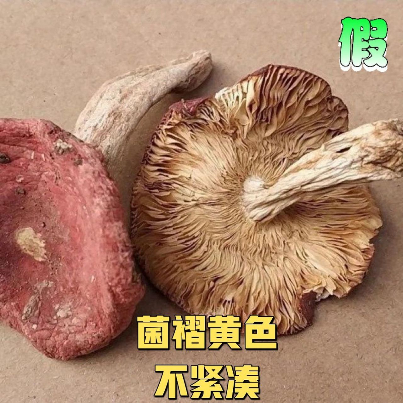 96真红菇的菇面颜色是不均匀的,中间深紫色,周围红色,颜色是渐变的