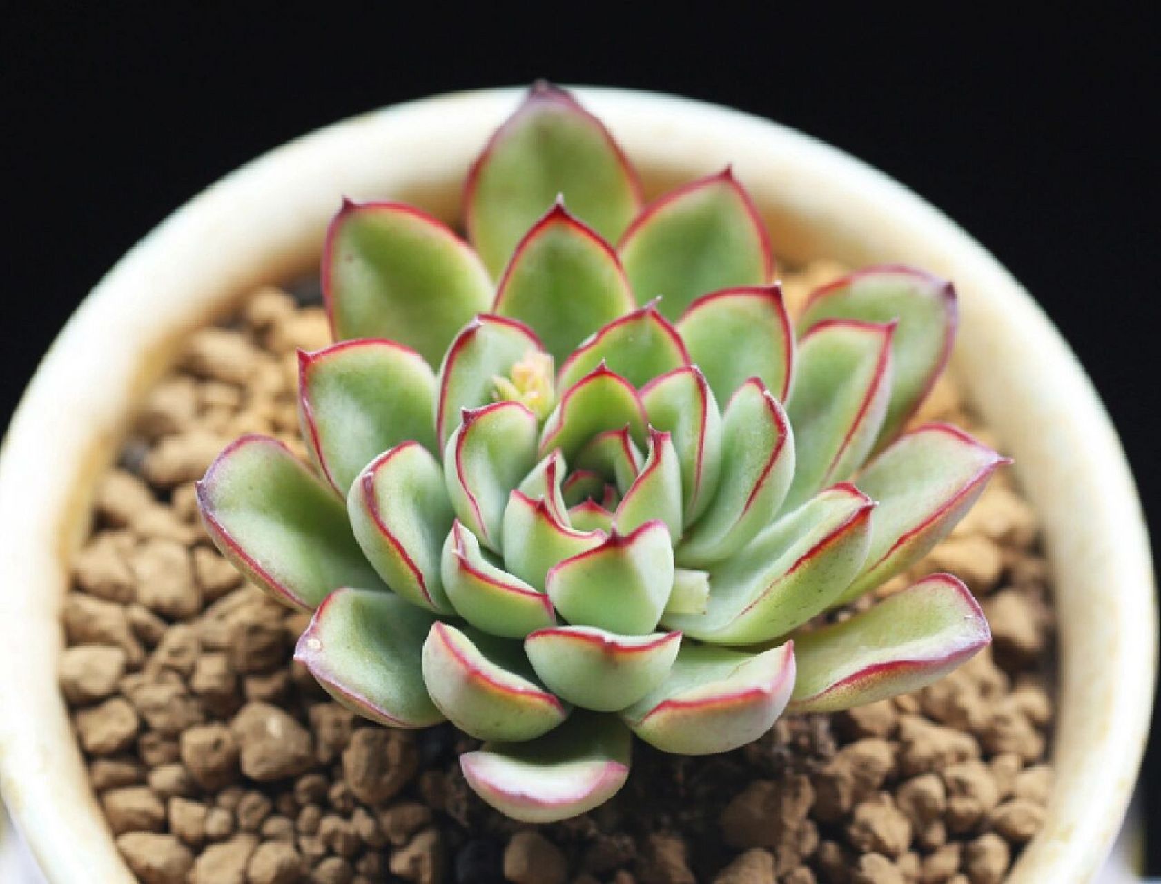 94别名:红边石莲花 03科属:景天科拟石莲花属 90产地:墨西哥