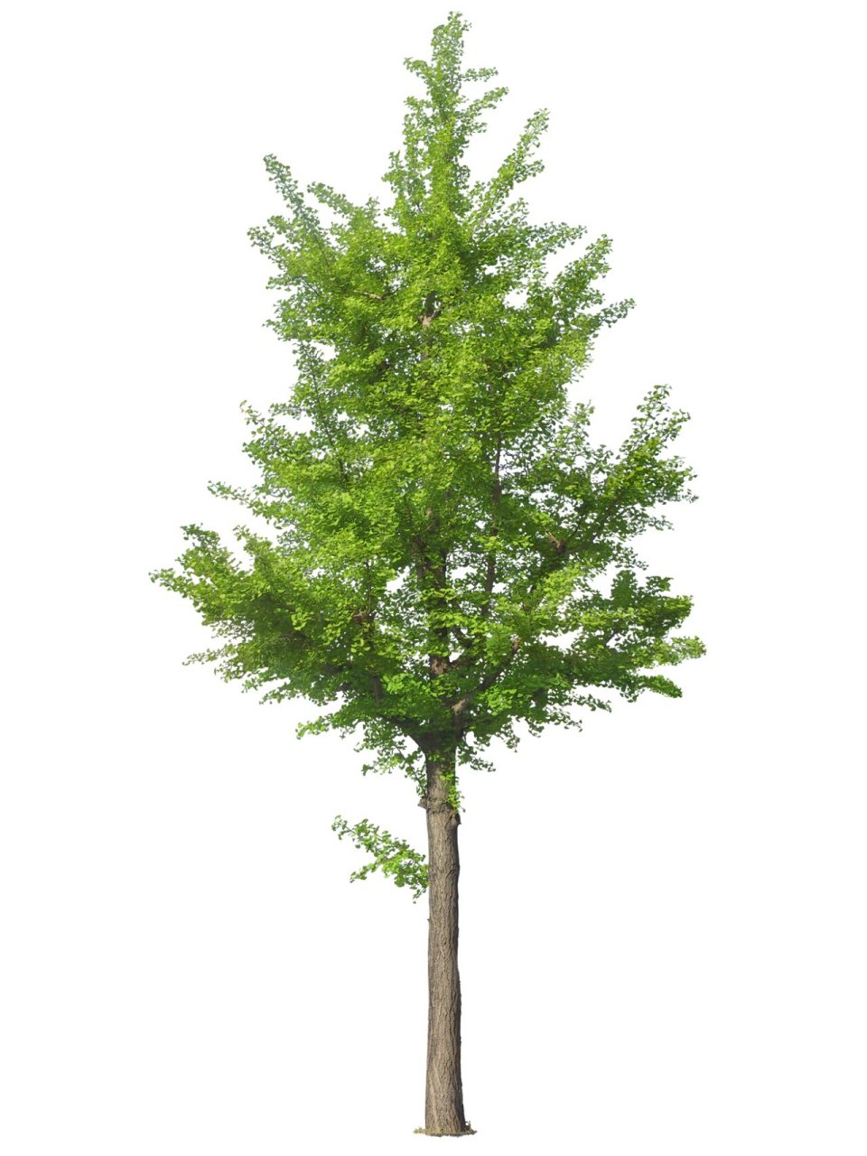 景观—植物—乔木—ps素材(银杏) 银杏 生长习性: 银杏生于海拔500