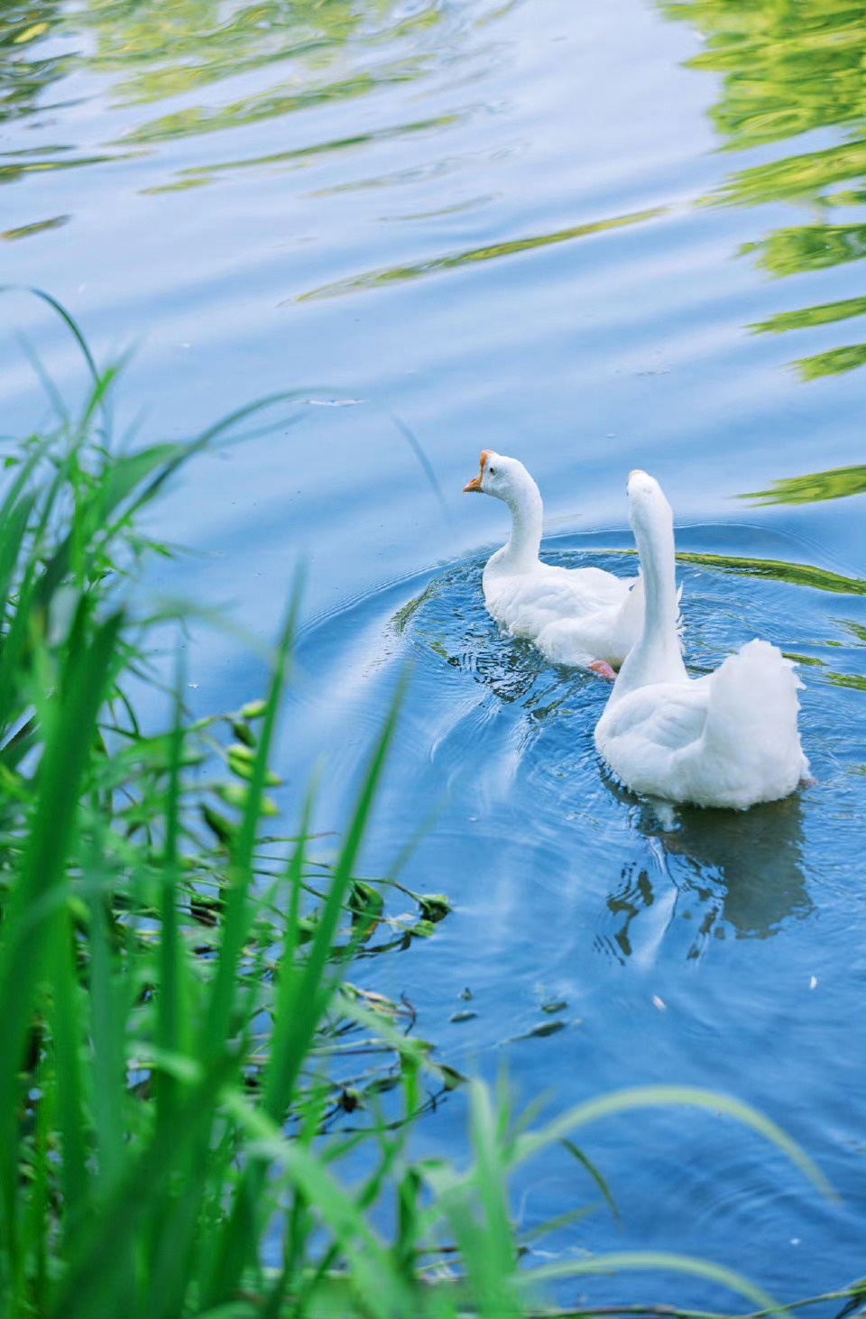 小油瓶分享# 流水潺潺,碧草藉地,有几只鹅在水面