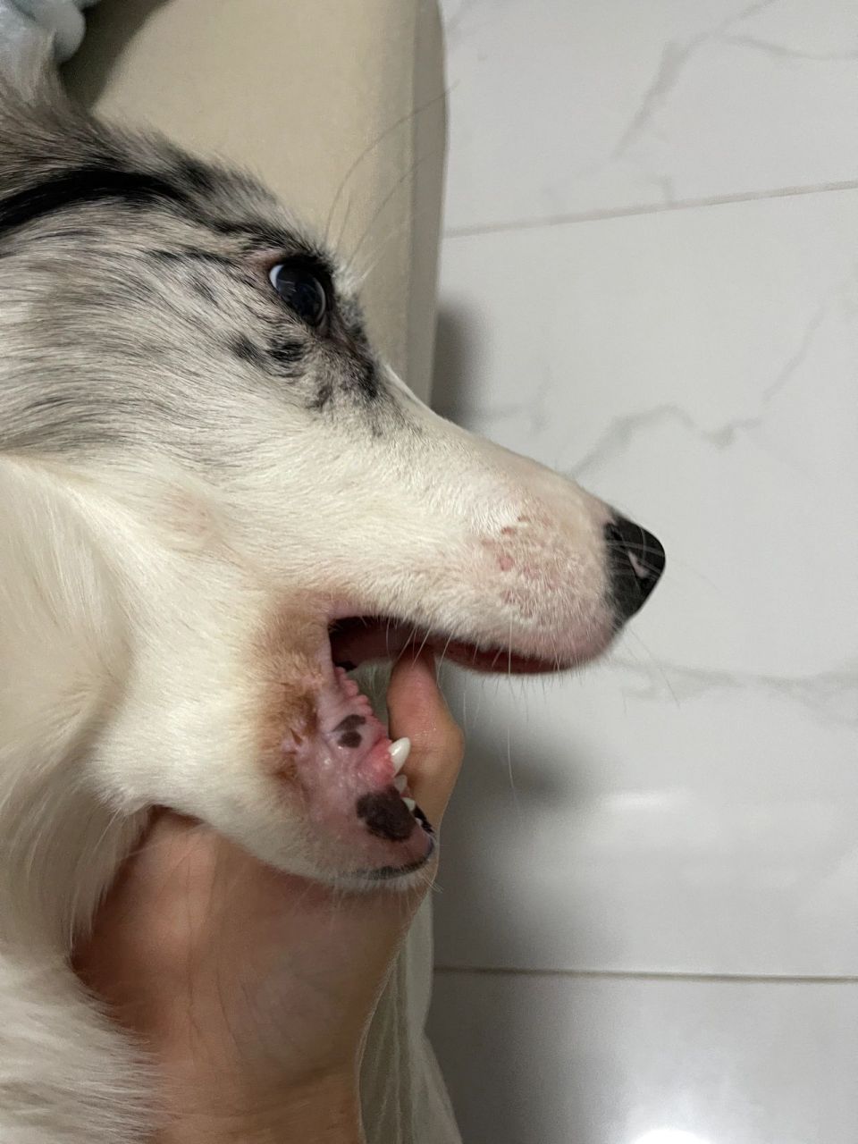 狗狗嘴巴毛发红 这是啥问题呀 有什么办法能治嘛