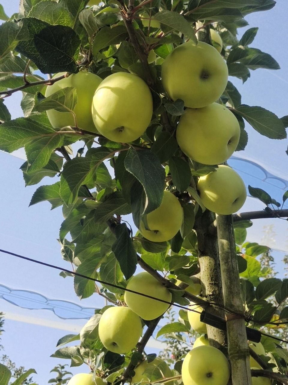 苹果中的爱马仕~瑞雪97 产地:陕西 长武 品种:瑞雪苹果 口感:皮薄