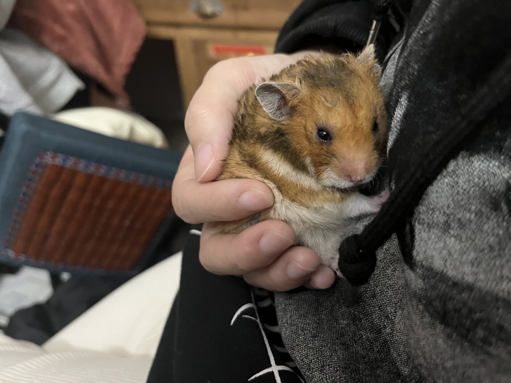 虎纹金丝熊 我家的小可爱呀 有时候憨憨的 有时候挺可爱的 get 到虎纹