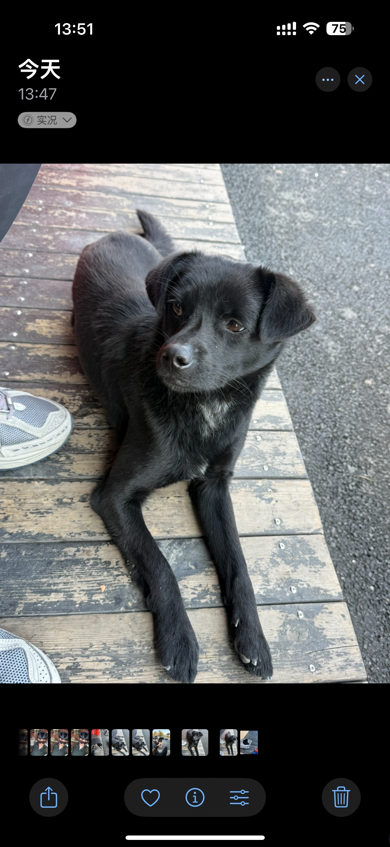 全小黑狗出售网站_小黑狗品种大全集及图片 全小黑狗出售网站_小黑狗品种大全集及图片