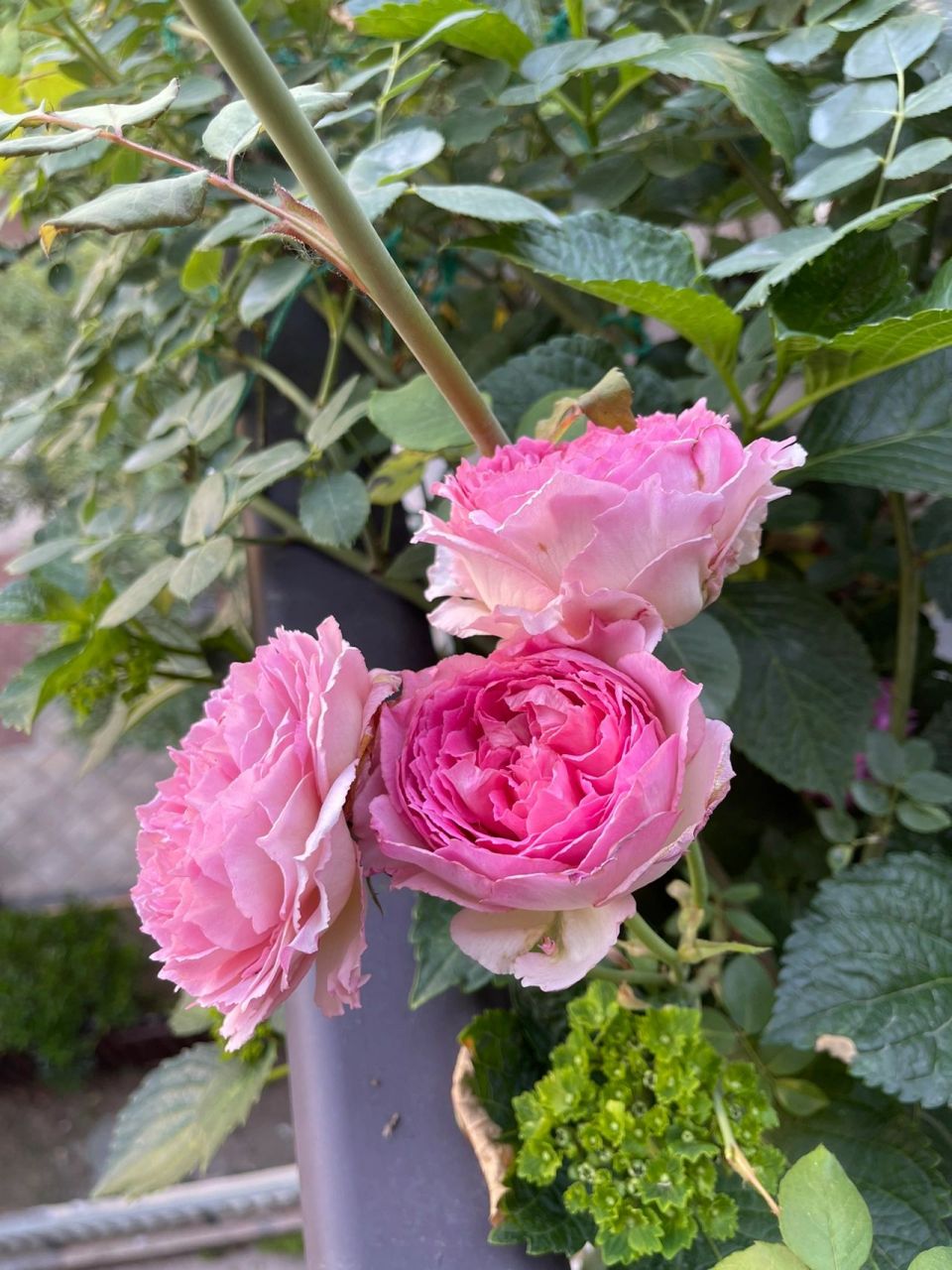 香到爆!的藤本月季 国产月季的骄傲!罗衣的香味,花色,花型都非常不错!