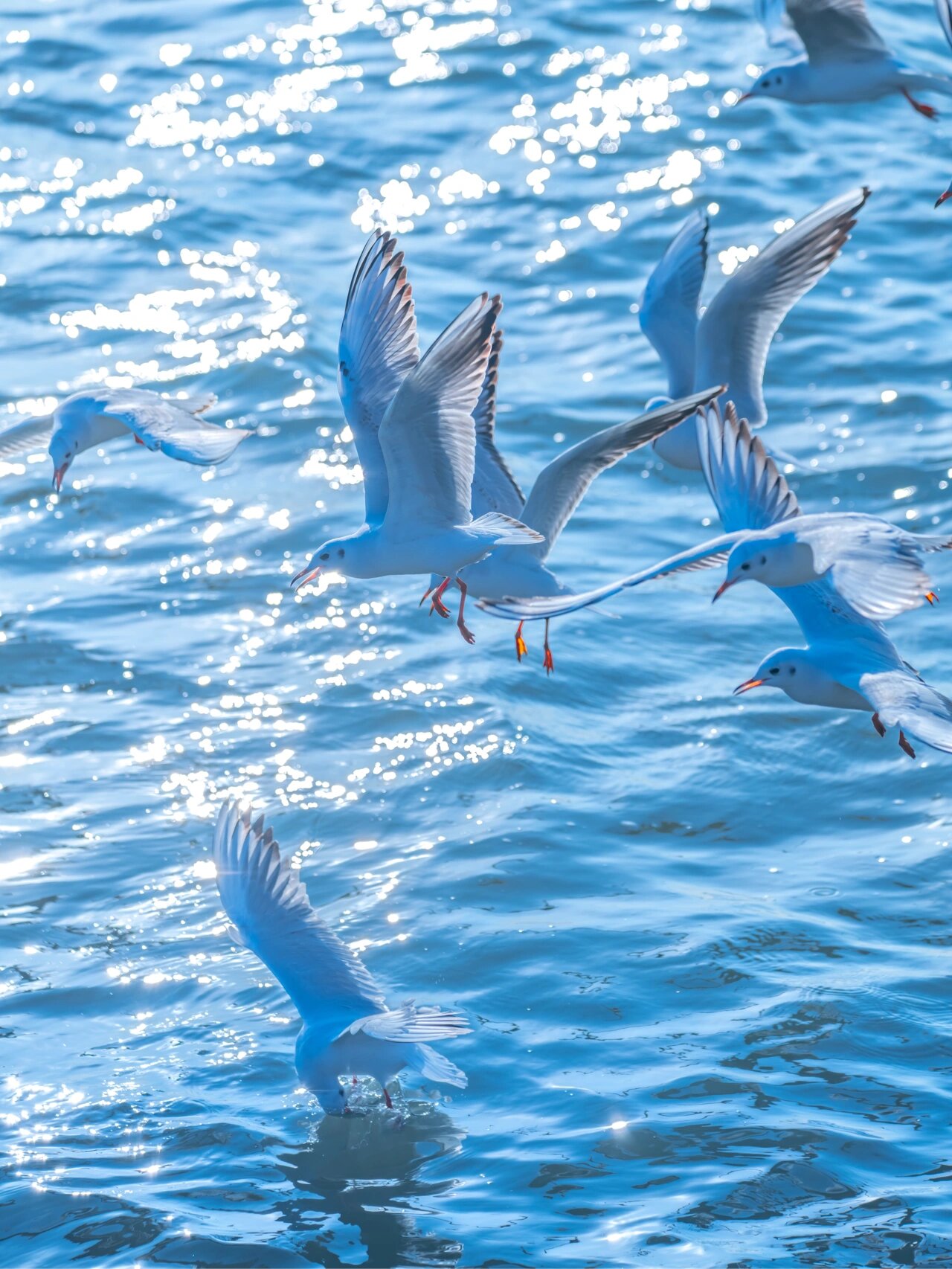 可爱的红嘴鸥 #红嘴海鸥# #苏州红嘴鸥# #苏州海鸥# #苏州看海鸥# #环