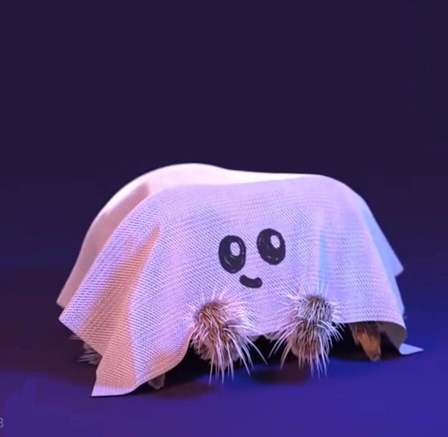 小蜘蛛卢卡斯 | 头像 动画:小蜘蛛卢卡斯/lucas the spider 	 也不