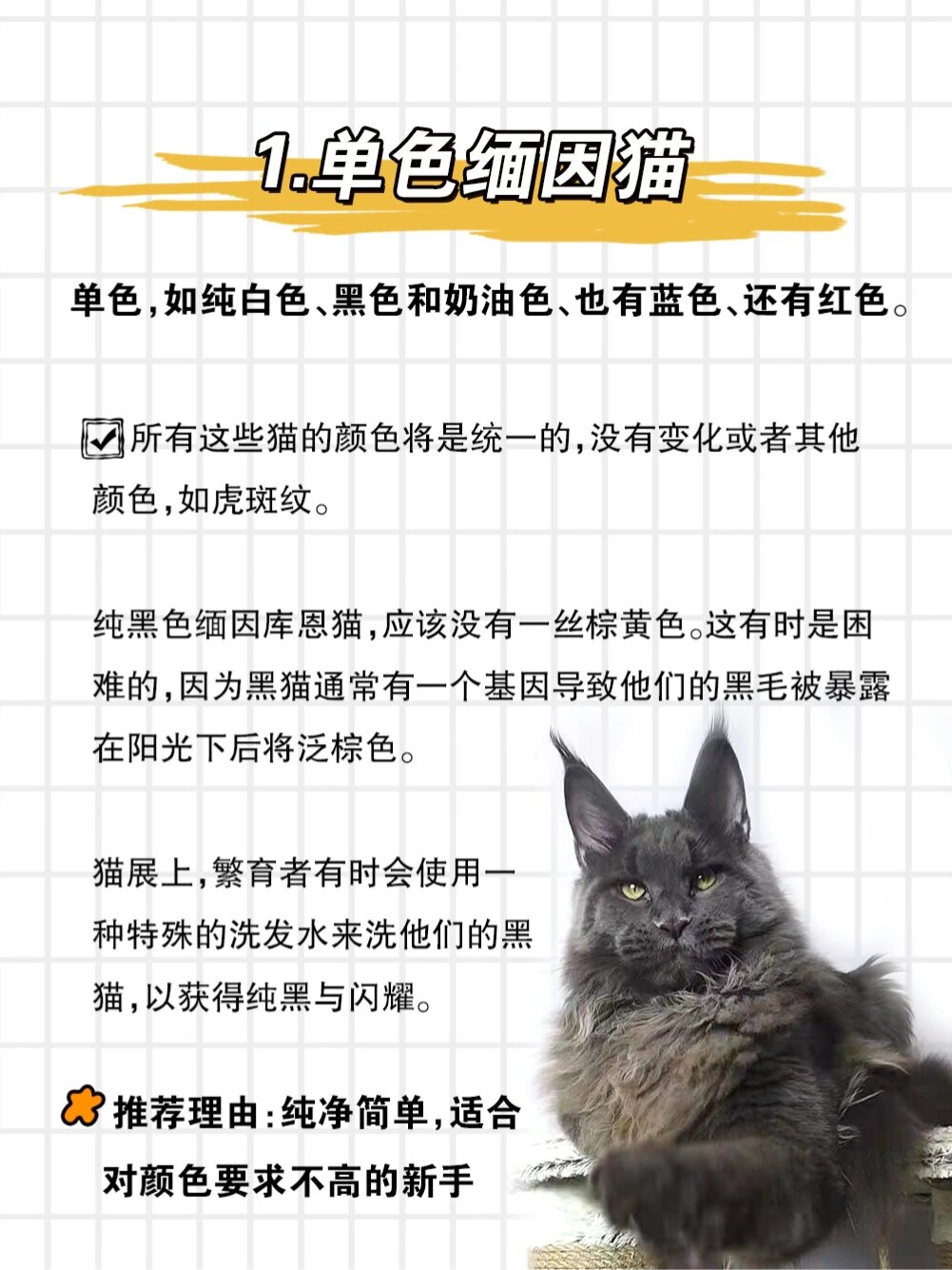 缅因猫颜色遗传配色表图片