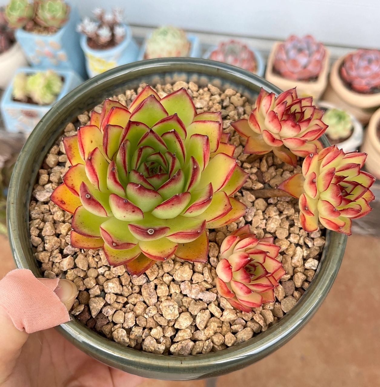 萤火虫多肉～ 对这颗有三个小飘枝的萤火虫爱不释手,跟直播间一模一样