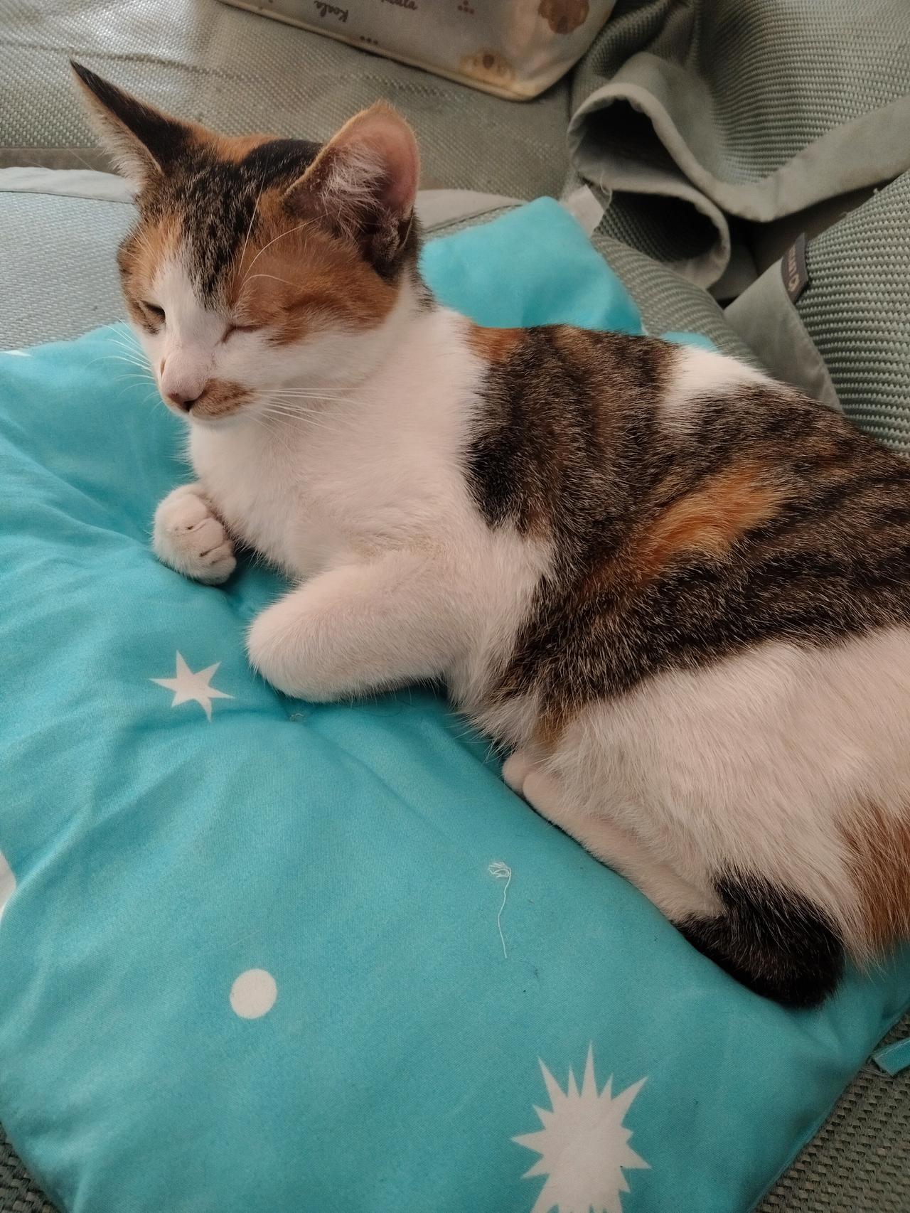 古人给猫取的名字也太有意境了吧