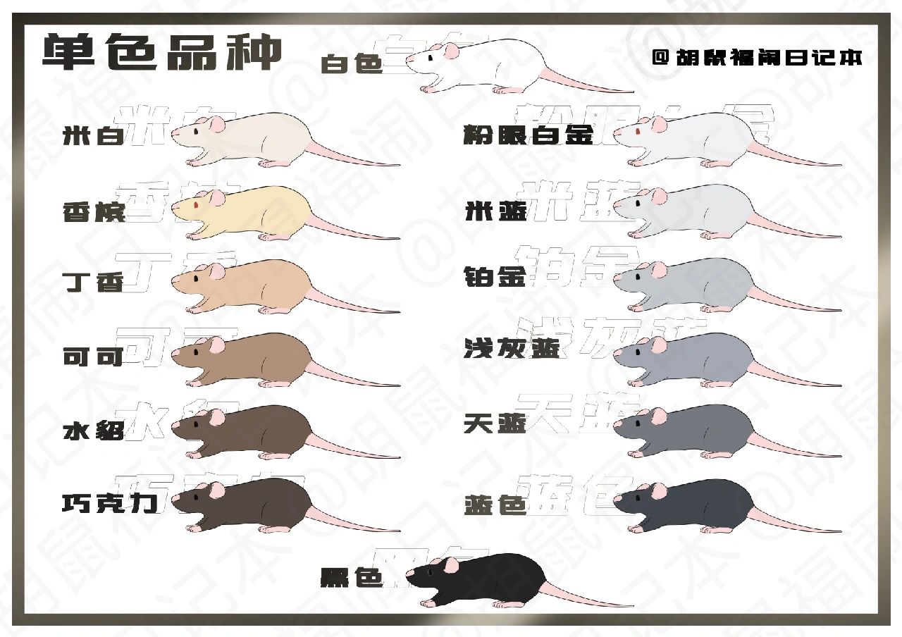 火焰色花枝鼠图片