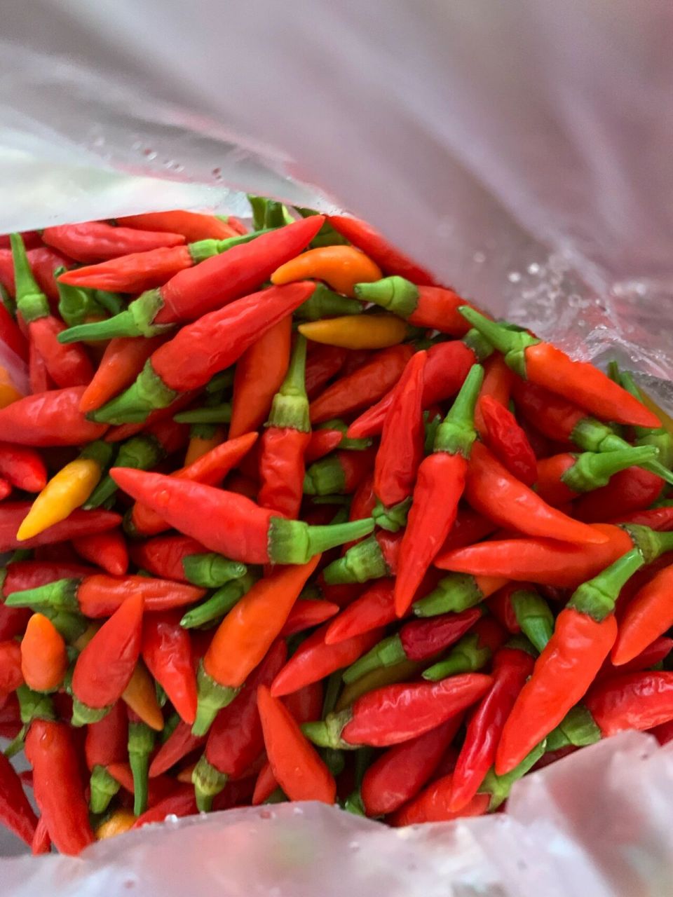 现在结了一直不停的长摘过几波了,  做了两瓶辣椒酱,吃都吃不完,还有