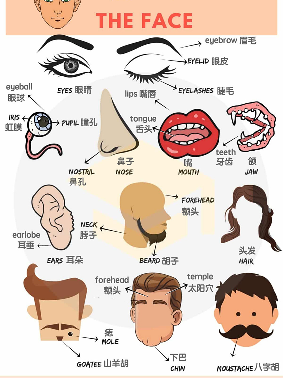英语单词:parts of the face脸部五官 99parts of the face hair