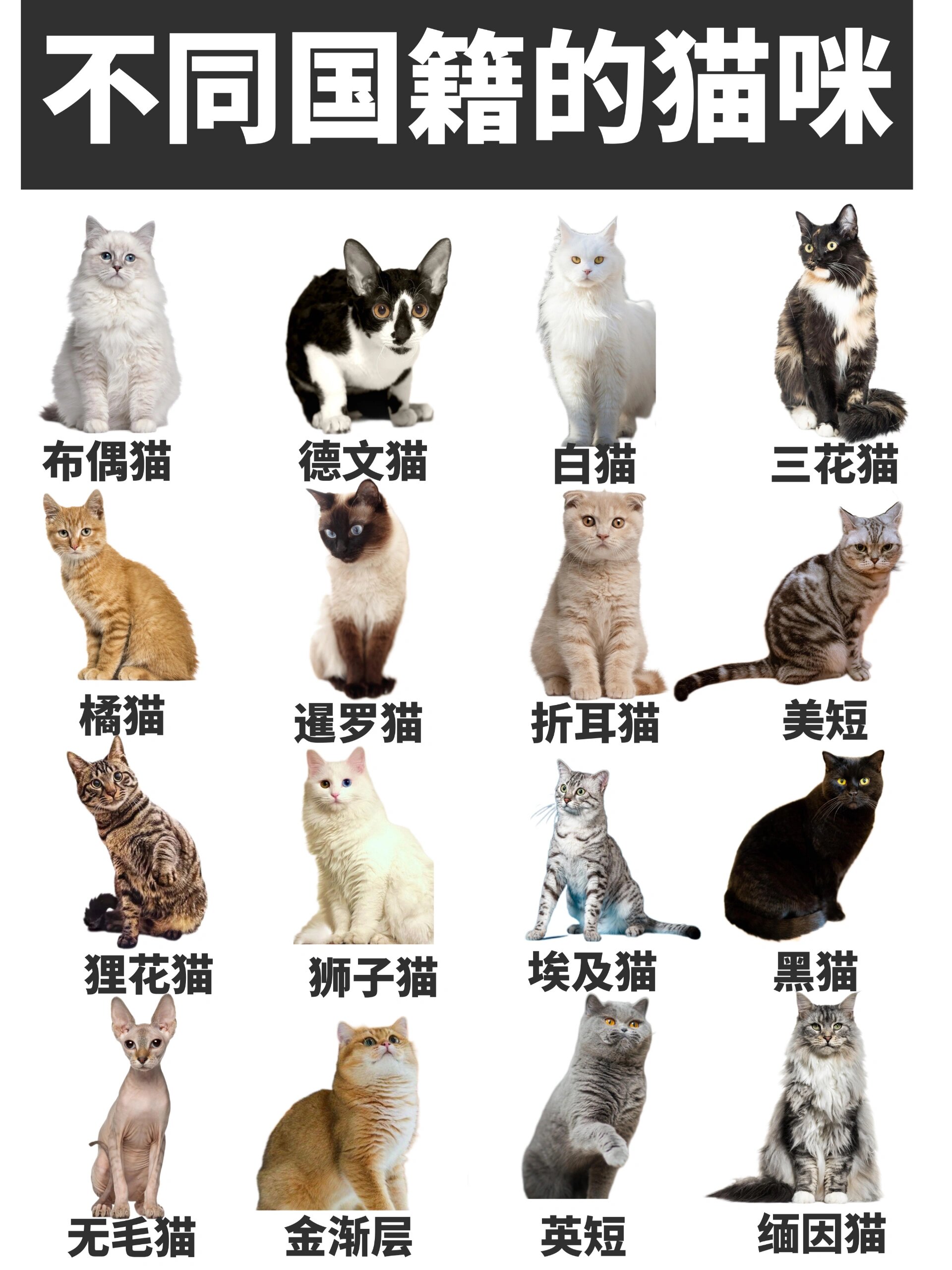 不同国籍的猫咪!你家是哪国佬?