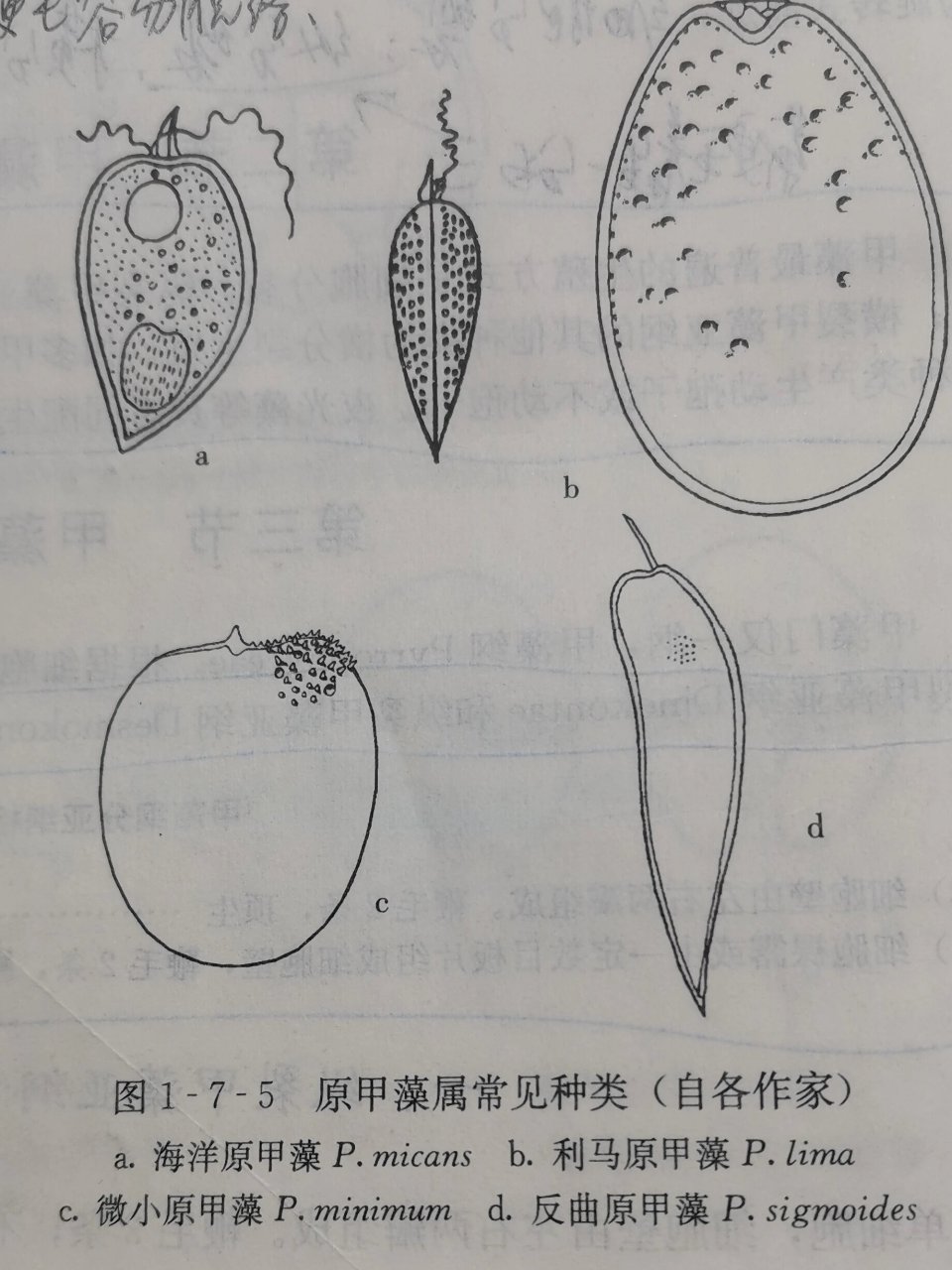 水中微生物图谱图片