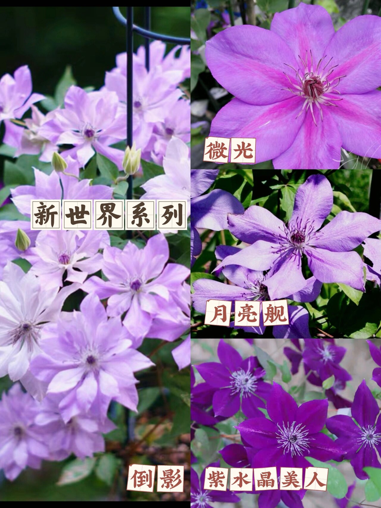 花园品种合集94|不会翻车的f系单瓣铁线莲97