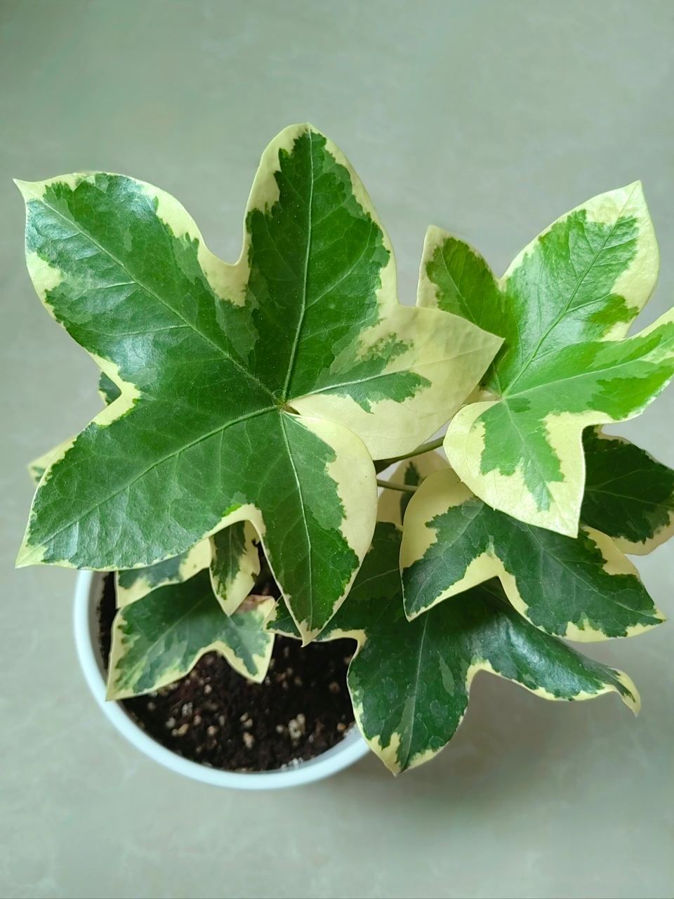 新入手一棵花叶熊掌木91 在有寻家入手的第二盆小绿植～ 花叶熊掌木