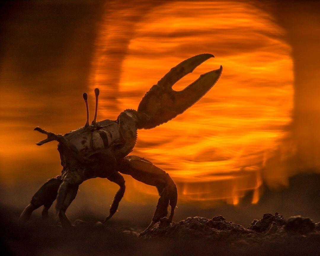 招潮蟹(fiddler crabs)