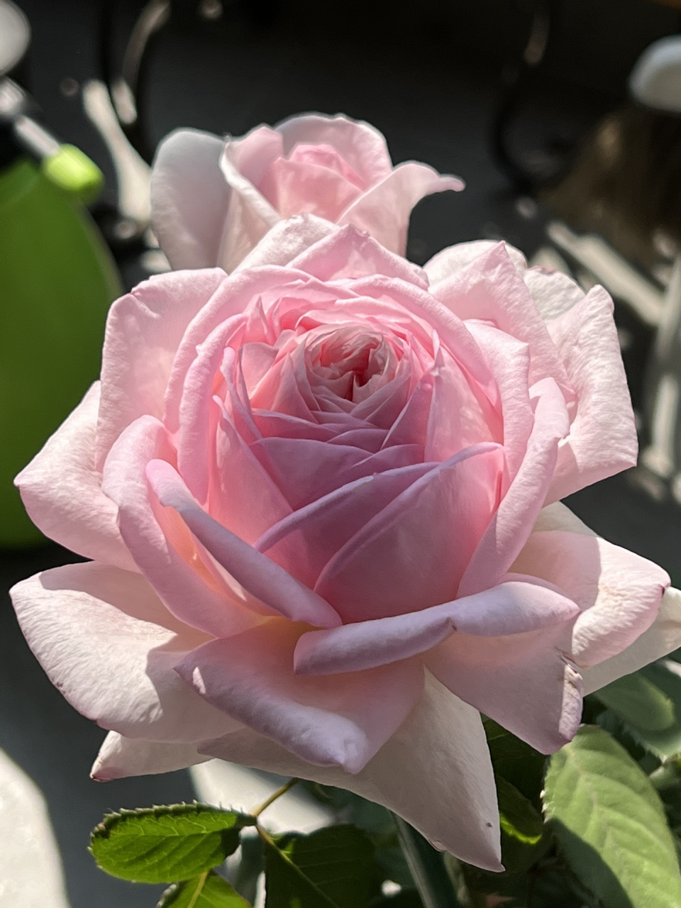 粉色仙女月季-粉黛  冬天的叉叉养出来的小苗大花, 一加仑也能开标准 