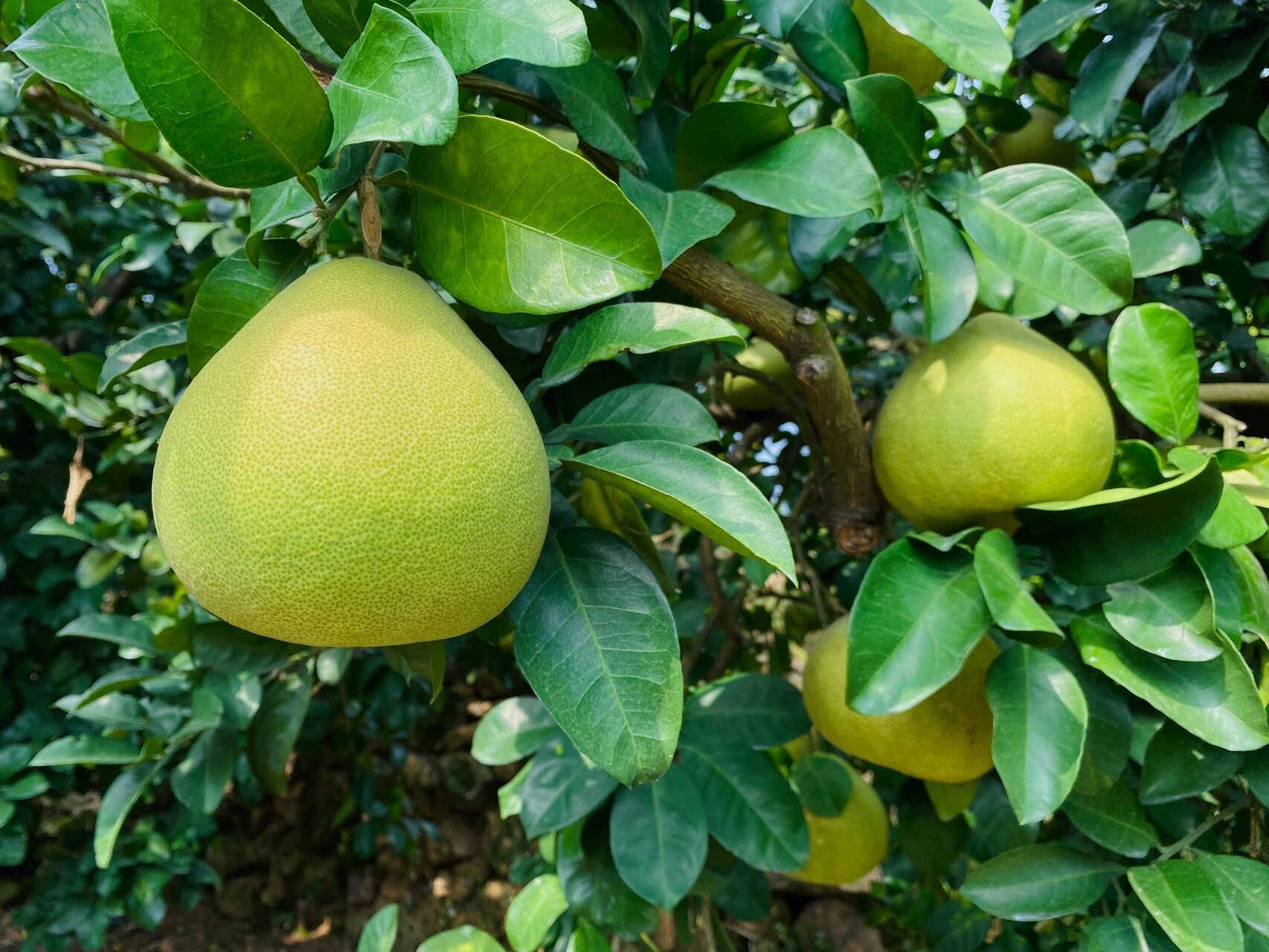 度尾文旦柚即将采摘啦!