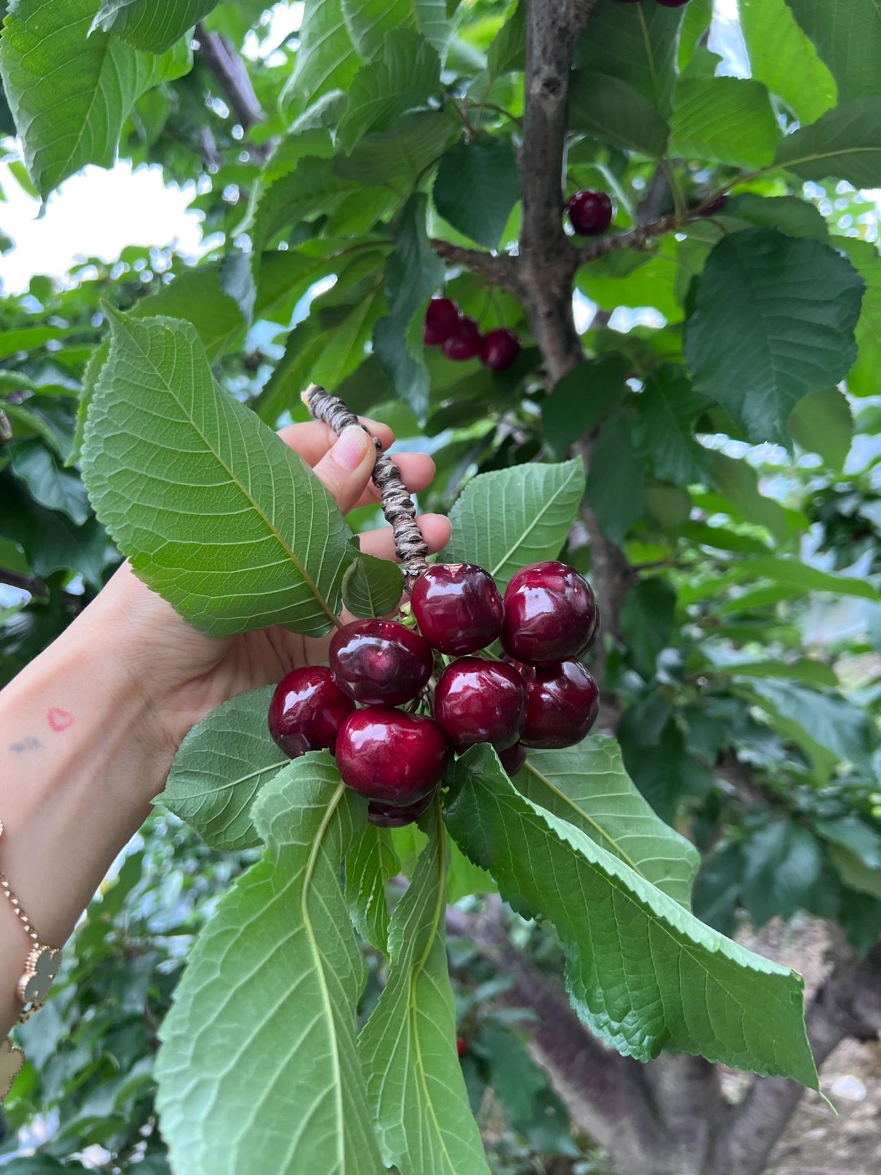 全国第一的车厘子产地90实现车厘子自由