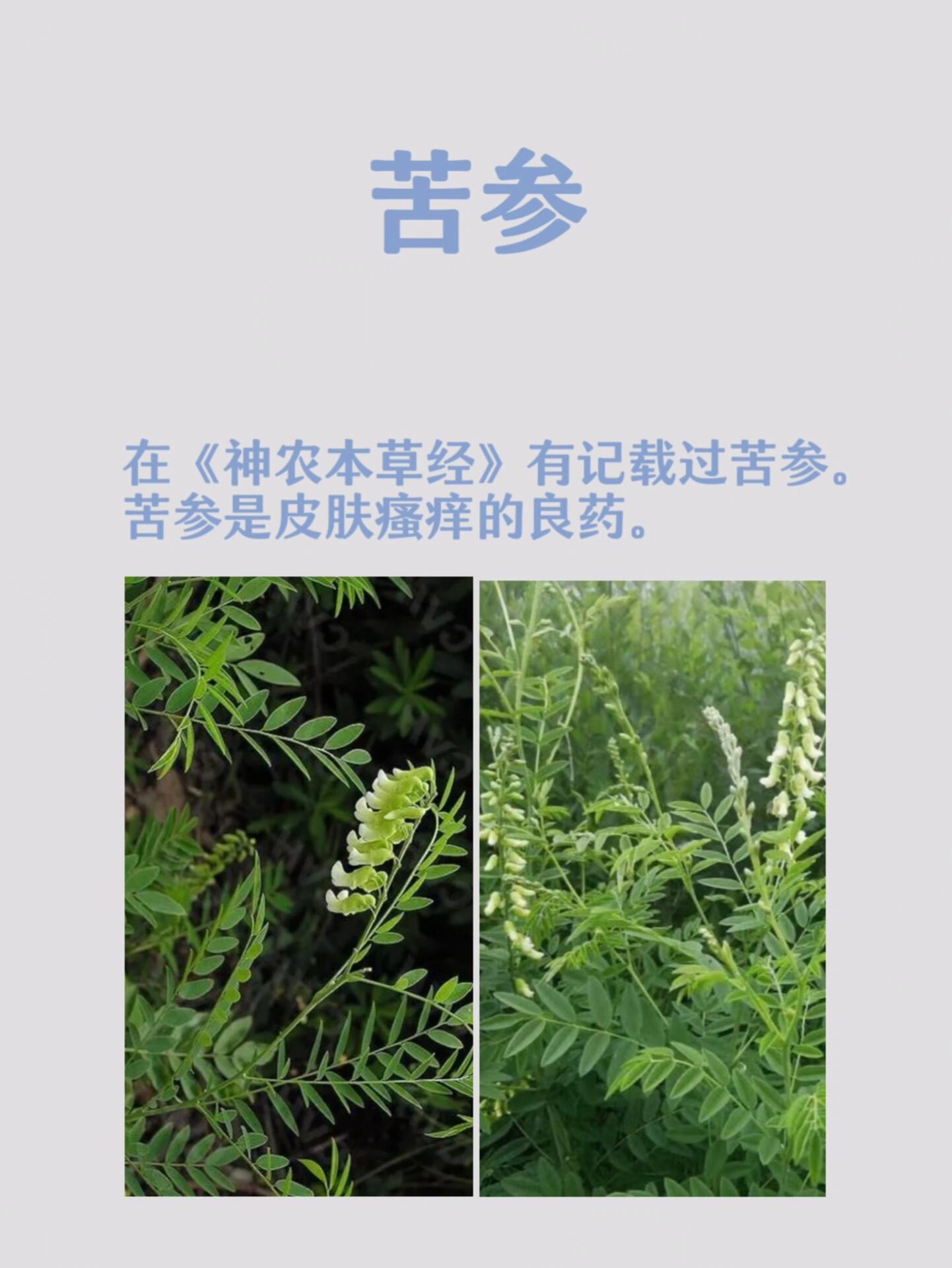 每天一个中药护肤知识:苦参