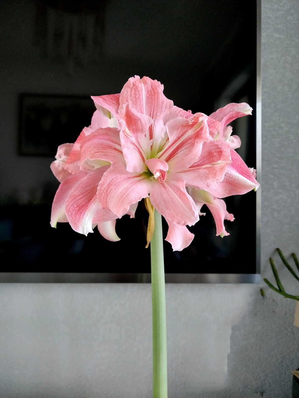 玫瑰花样朱顶红 拥有浪漫大波浪的玫瑰花样,初开呈玫粉色,随着它的