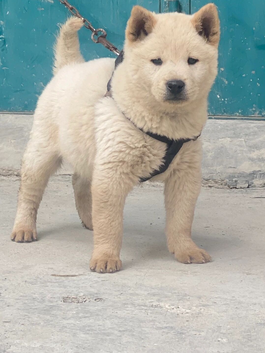 罕见的5牙狗,全黑舌头虎头猫耳朵