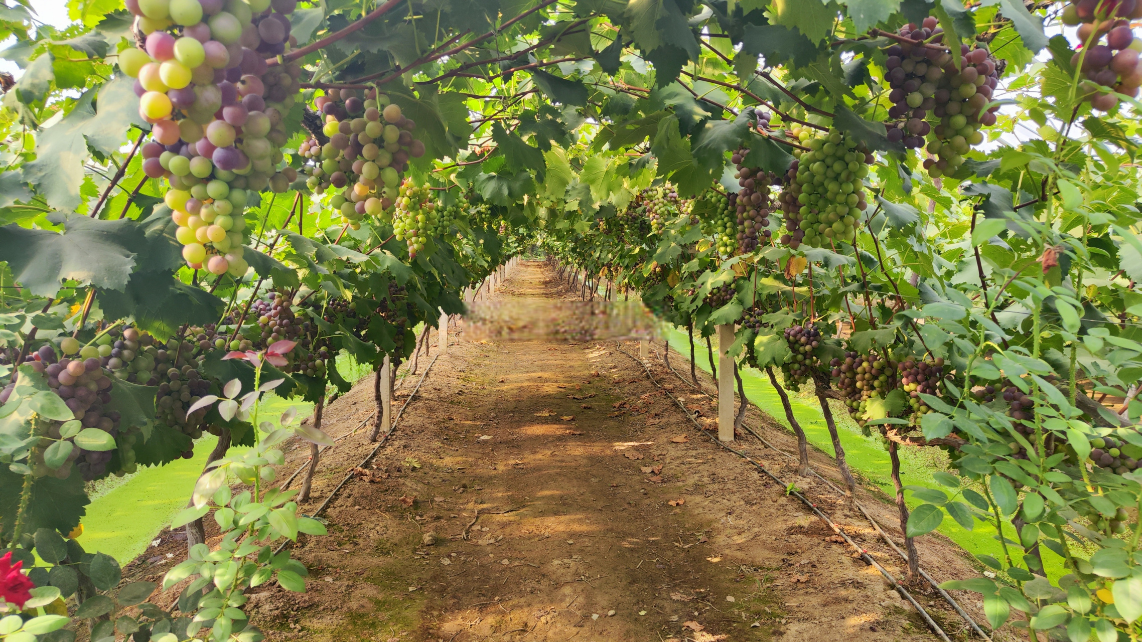 来大圩摘葡萄啦[大笑]