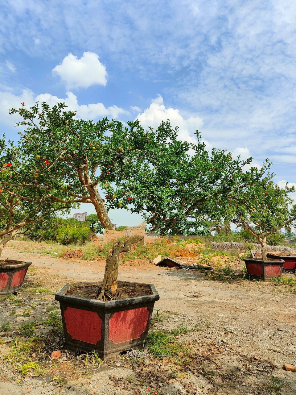 庭院主景树 | 精品石榴 庭院主景树推荐种一棵吉祥如意的石榴树.