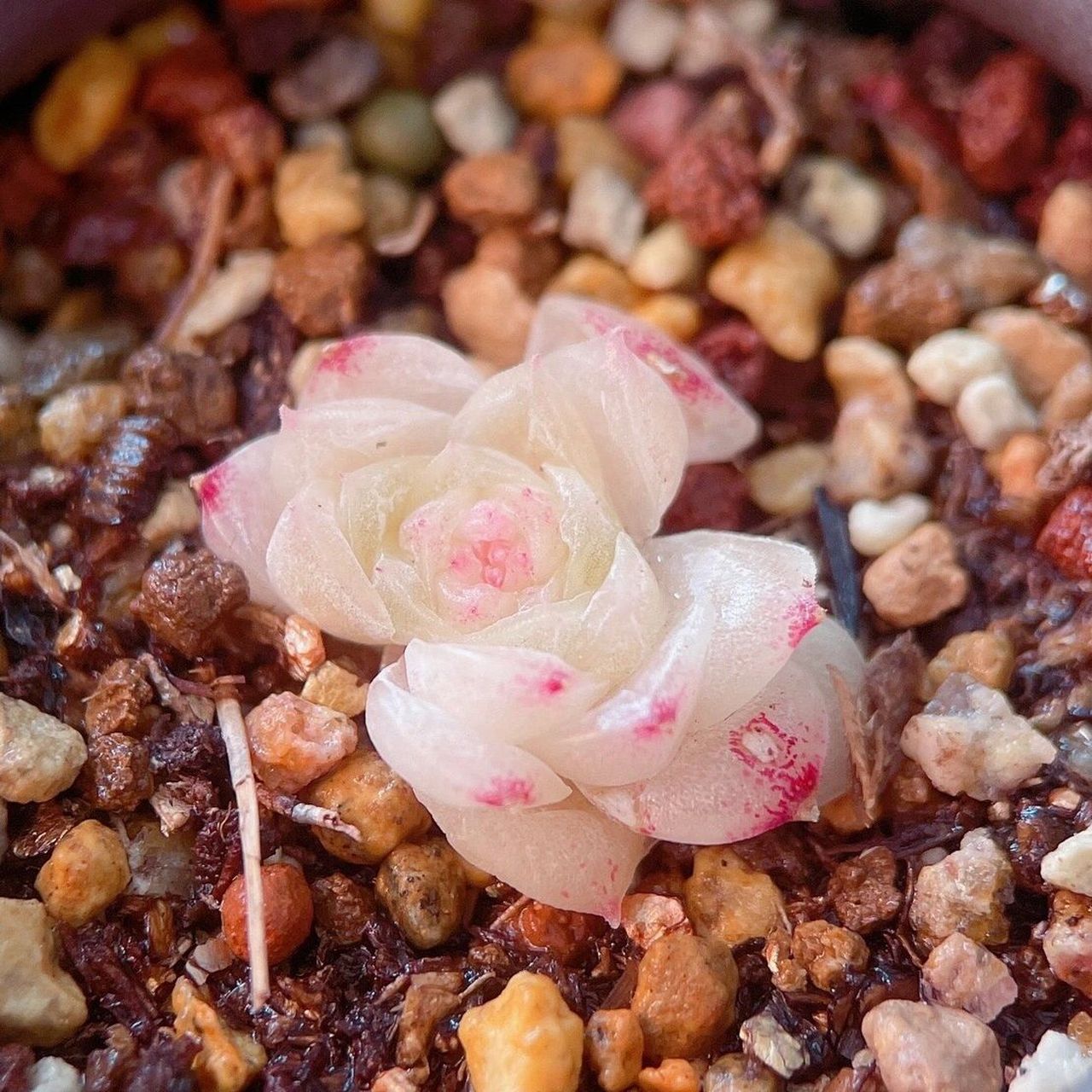 珍妮麦杆多肉   据说挺稀缺的,珍妮麦杆量比较少,喜欢的宝宝可以喊我